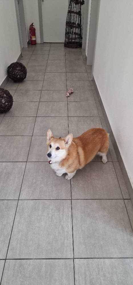 Cherry, happiness manager