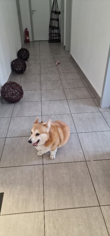 Cherry, happiness manager